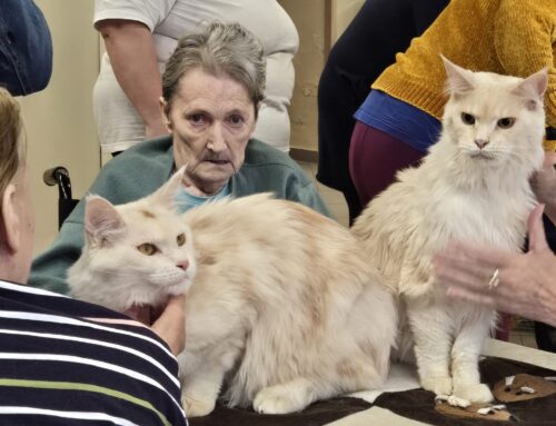 Návštěva mainských terapeutických kočiček v&nbsp;našem domově